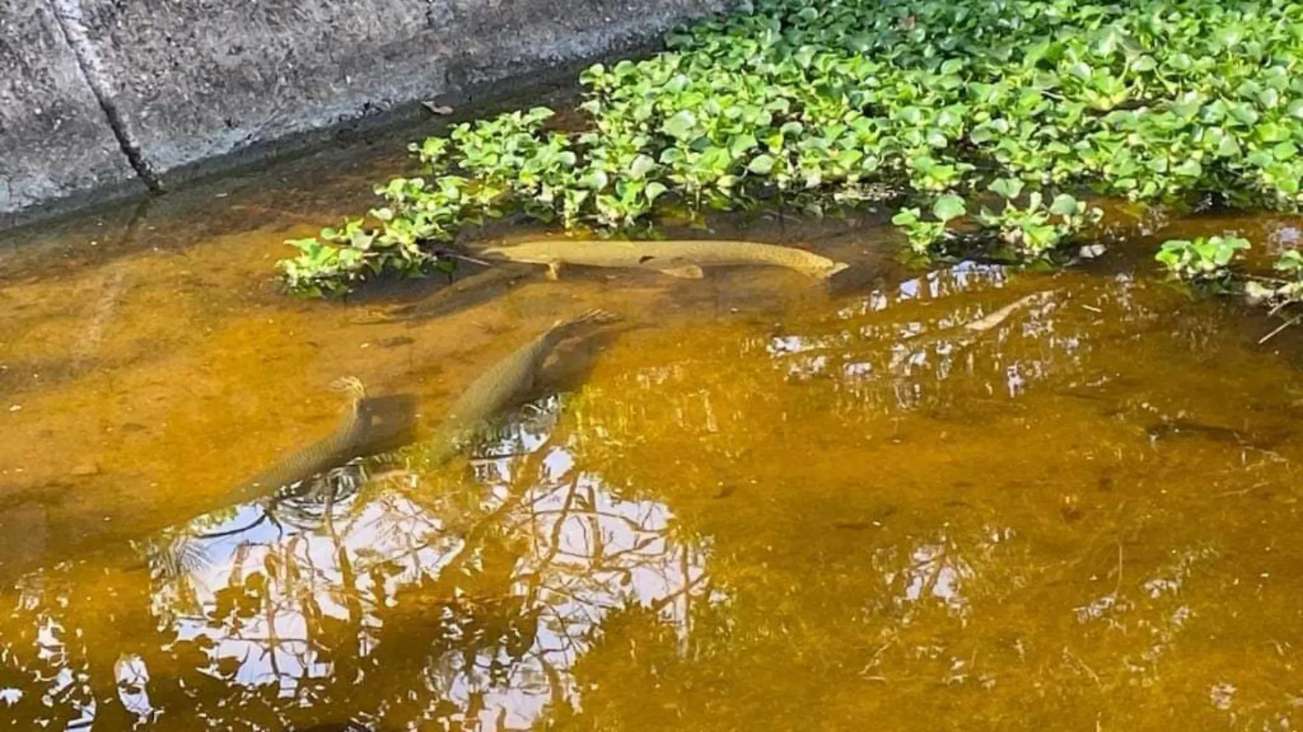 El proyecto que contempla multiplicar las especies que habitan en presas es en conjunto del gobierno de Ozuluama con
 la Secundaria Técnica Pesquera de San Gregorio